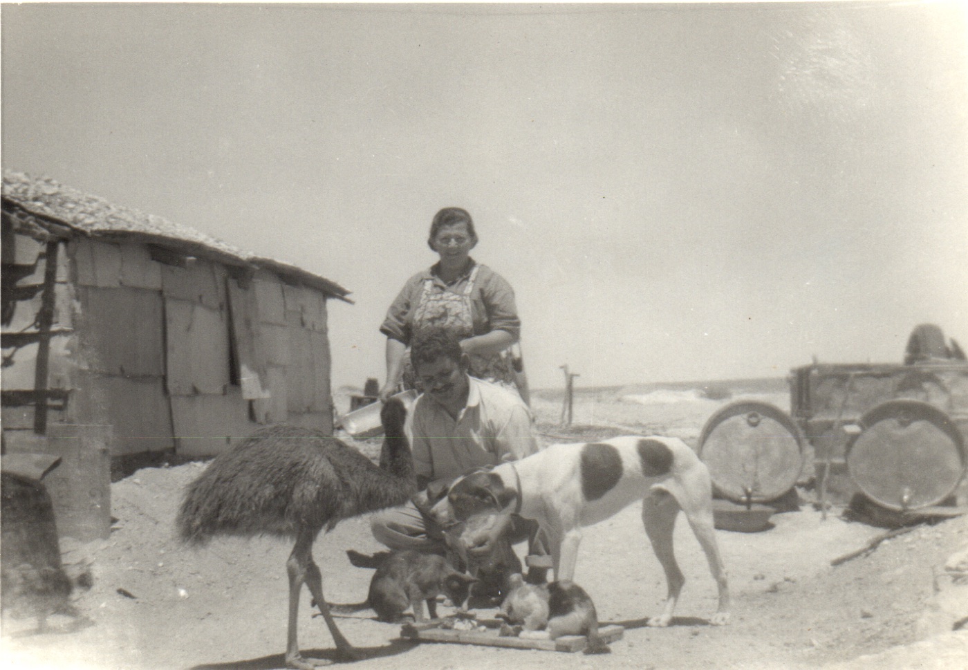 Zoe Christianos and young Emmanuel feeding his pet emu, dog and cats outside an iron hut, circa 1958