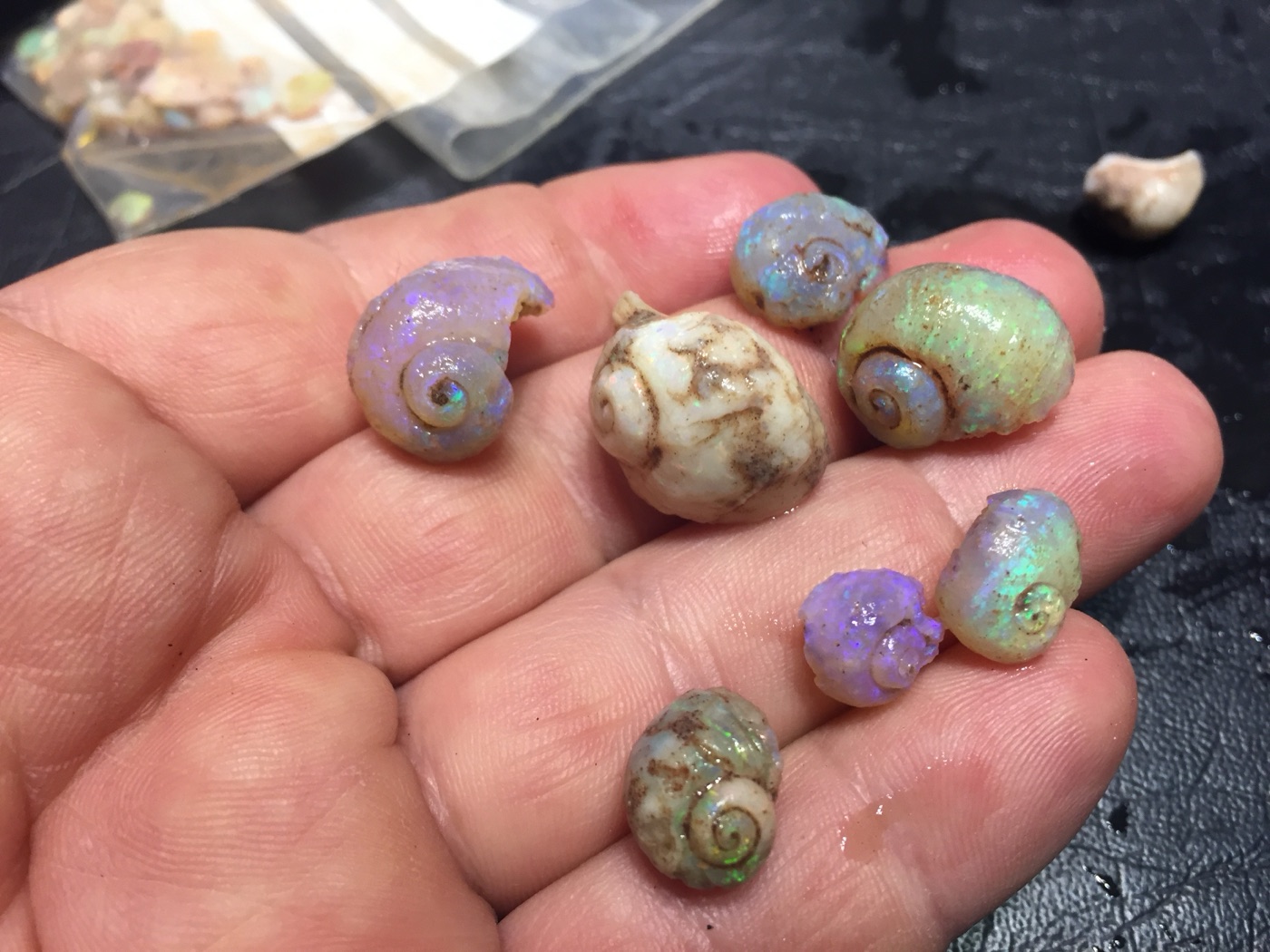 Rare opalised snail fossils from Lightning Ridge held in a hand, glowing purple and green